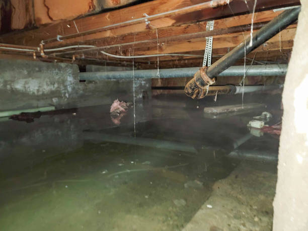 Best Flood damage cleanup  in Fairbank, IA